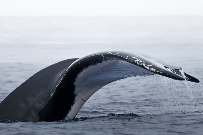 Watch and Swim with Humpback Whales in Moorea - The boat setup: small group comfort, real safety gear