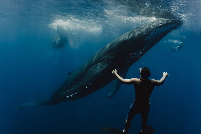 Whale Tour - Observe and swim with whales - Quick hits before you go