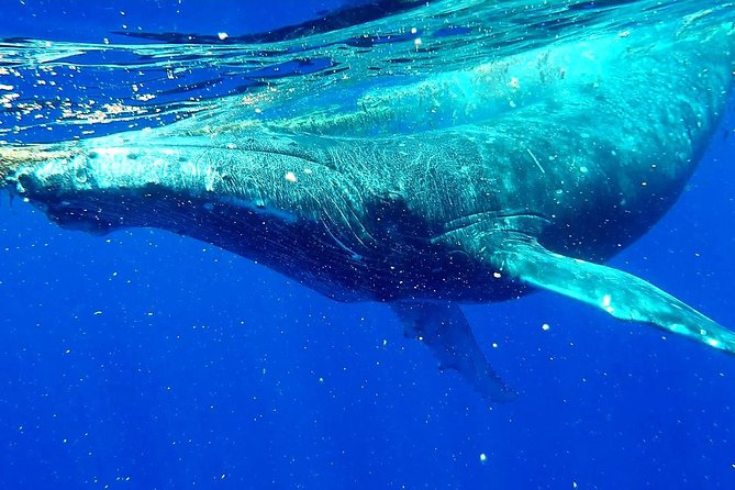 Whale Tour - Observe and swim with whales - The 4-hour flow, and how the timing actually feels