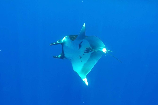 Whale Tour - Observe and swim with whales - What’s included in the price, and where the value really shows