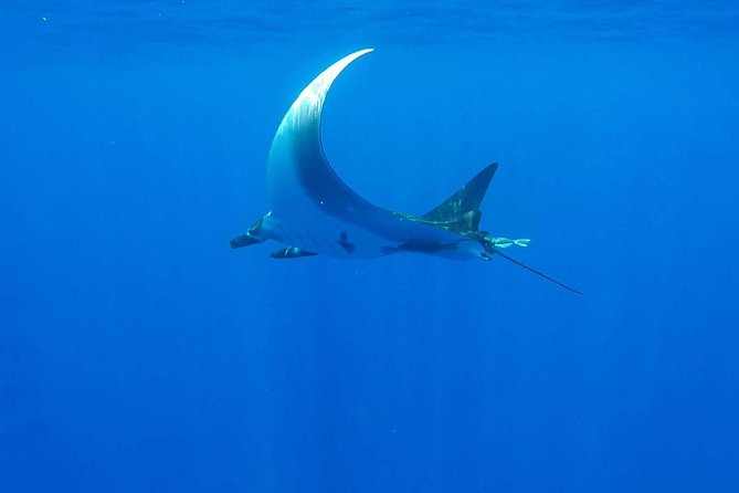 Whale Tour - Observe and swim with whales - Getting in and out smoothly: the boat, the briefing, and the small details