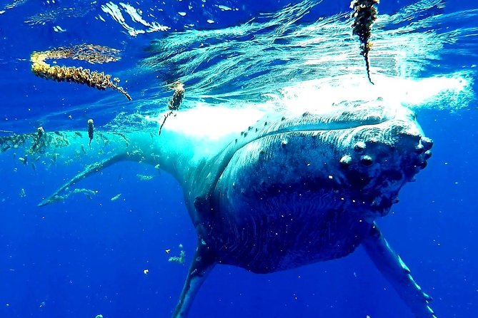 Whale Tour - Observe and swim with whales - Stop 1: Moorea’s open-ocean whale watching and controlled swimming