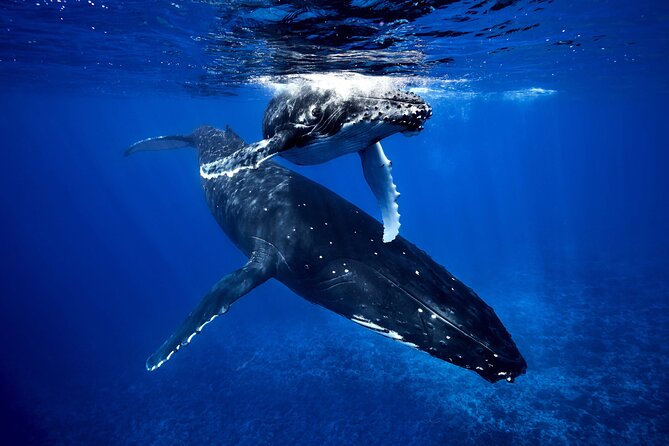 WHALE TOUR - Watching and Swimming with Whales - Key highlights before you go