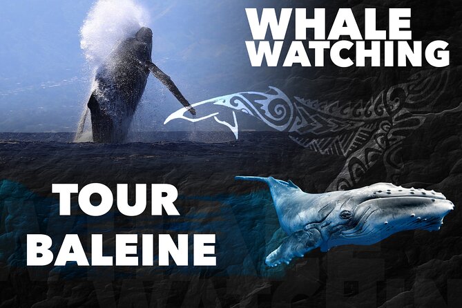 WHALE TOUR - Watching and Swimming with Whales - The Boat Ride Reality Check, Open-Air Comfort and Sea Conditions