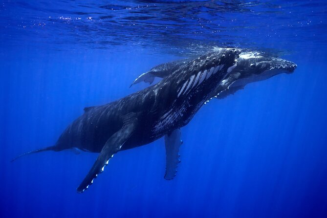 WHALE TOUR - Watching and Swimming with Whales - How the Crew Makes Launch Decisions (Weather and Whale Behavior)