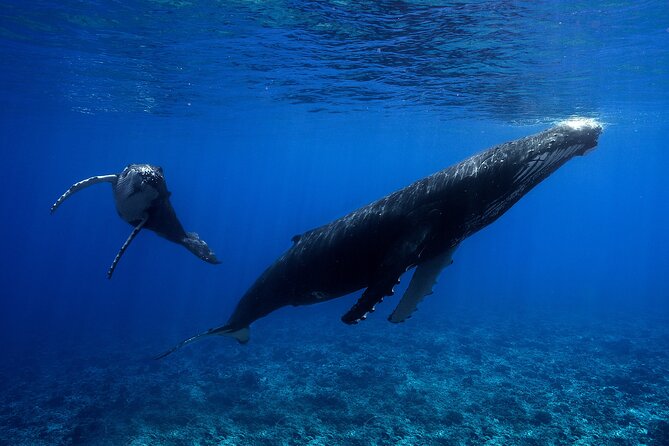 WHALE TOUR - Watching and Swimming with Whales - Swimming With Humpbacks, What You Need to Be Ready For