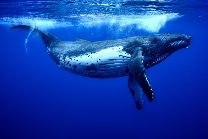 WHALE TOUR - Watching and Swimming with Whales - What You Actually See Out There, More Than a Quick Breather