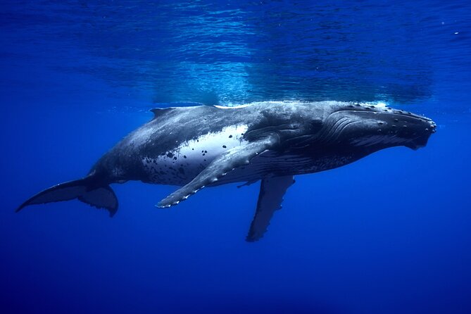 WHALE TOUR - Watching and Swimming with Whales - The Guide and Captain Dynamic, Why It Feels So Tightly Run