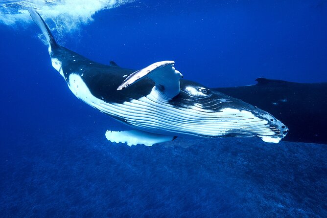 WHALE TOUR - Watching and Swimming with Whales - Practical Gear and Personal Prep That Will Save Your Day