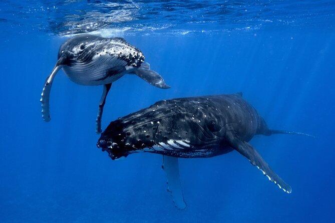 WHALE TOUR - Watching and Swimming with Whales - Meeting Point and How the Timing Usually Feels (It’s Not an Exact Clock)