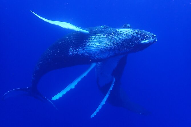 Whale watching 6 people half day - What else you might see besides humpback whales