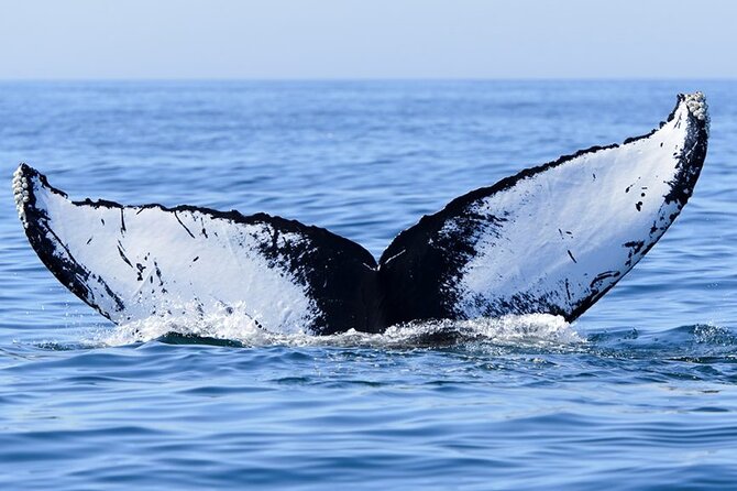 Whale watching 6 people half day - Who this tour suits best