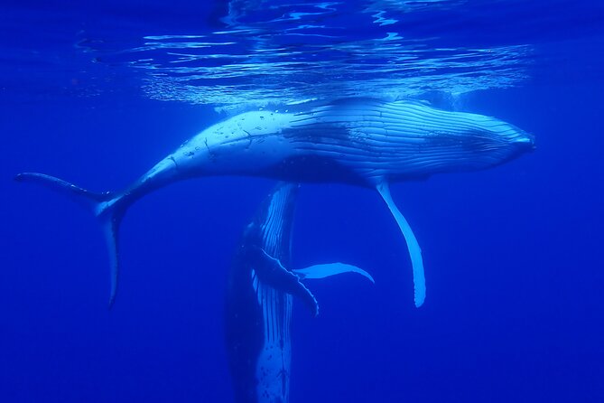 Whale watching 6 people half day - Safety briefings and the real meaning of gentle approaches