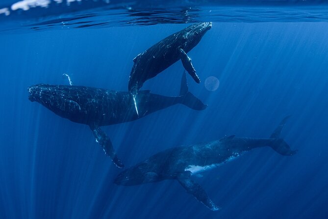 Whale Watching Activity - Key Highlights You’ll Care About