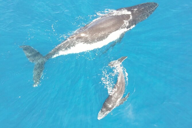 Whale Watching Activity - Small Group Setup at Marina Taina for 3 Hours
