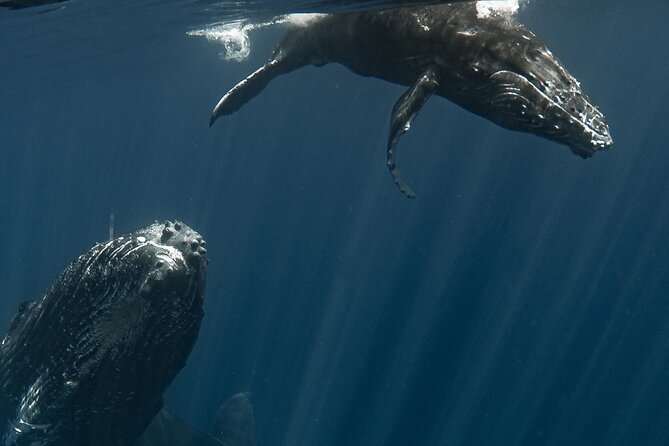 Whale Watching Activity - Whale Encounters You Can See Up Close, Not Just Through Glass