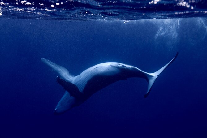 Whale watching and snorkelling in Moorea - Moorea Humpbacks and a Boat Ride That Feels Like Part of the Show