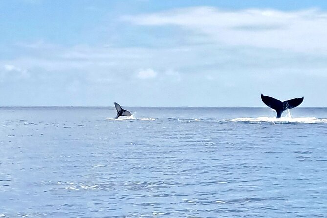 Whale watching and snorkelling in Moorea - Optional Snorkelling With Ivy, Christoph, and a Real Safety Mindset