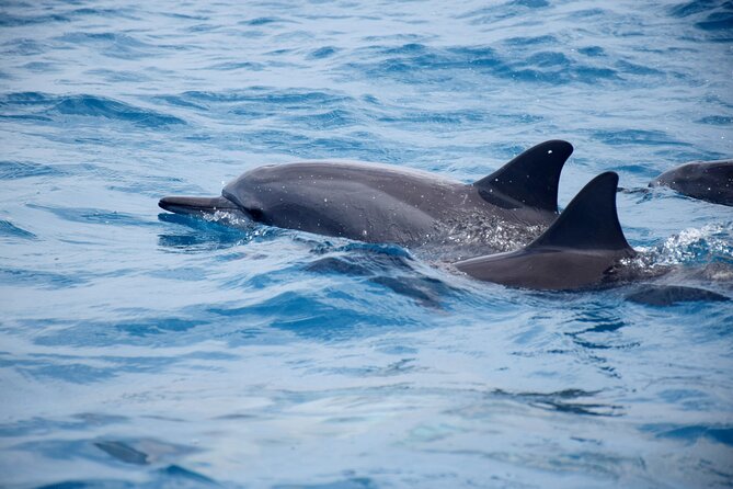 Whale watching and snorkelling in Moorea - What Else You Might Spot Besides Whales