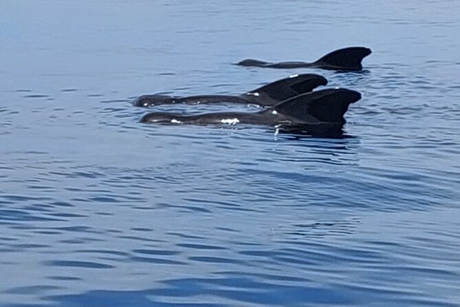 Whale watching and snorkelling in Moorea - Gear, Drinks, and Being Warm Enough to Enjoy It