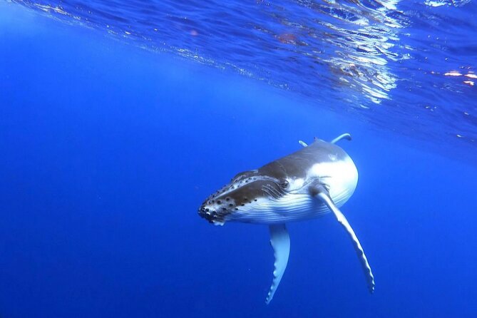 Whale watching and snorkelling in Moorea - Boat Time Along Moorea: Views You Get Even if the Ocean Is Moody