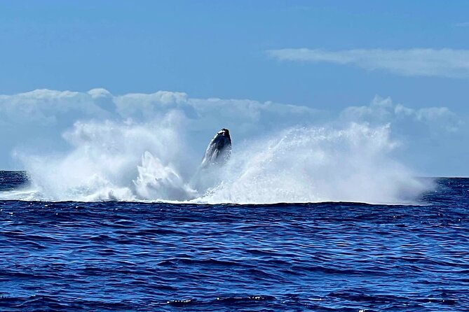 Whale watching and snorkelling in Moorea - Finding Whales: How the Hunt Works in Real Time