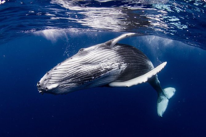 Whale Watching Bora Bora - Why Bora Bora whale watching feels special in the first 15 minutes