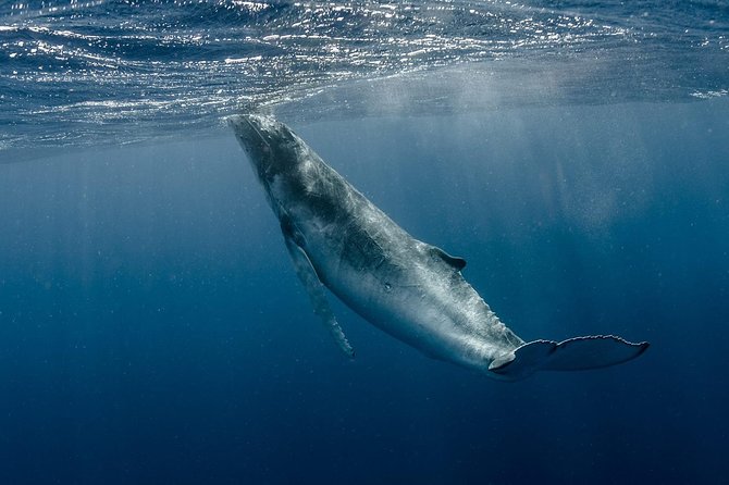 Whale Watching Bora Bora - The 3.5-hour plan: from pickup to back at Bora Ocean Adventures