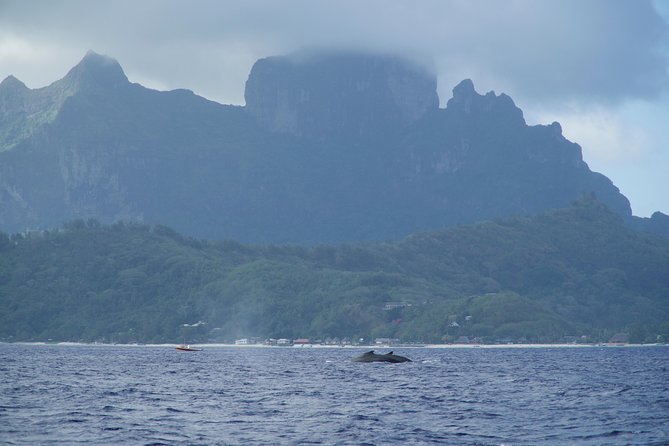 Whale Watching Bora Bora - Snorkeling reality: what it feels like when you get in the water