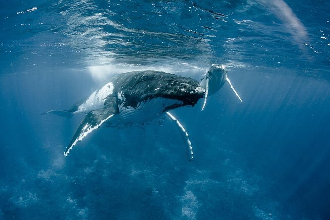Whale Watching Bora Bora - Onboard comfort and small-boat logistics that actually matter