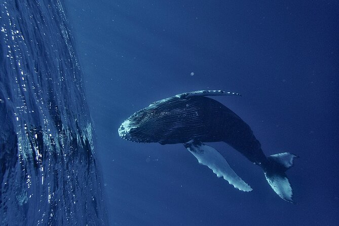 Whale watching DE Humpback West Coast of Tahiti - Morning start at Punaauia: what the 7:30 am departure is really like