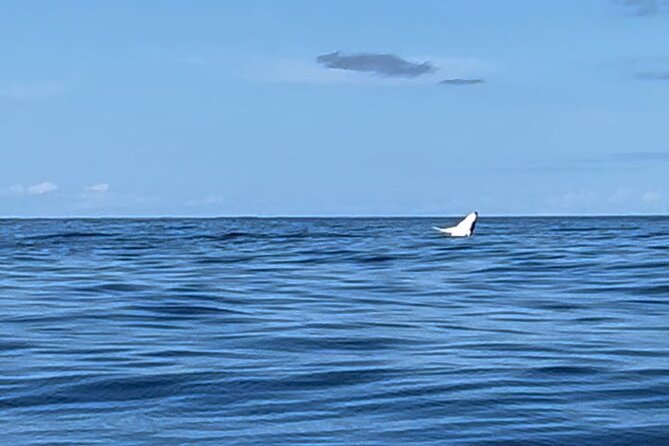 Whale watching DE Humpback West Coast of Tahiti - The heart of the experience: watching vs. launching with whales