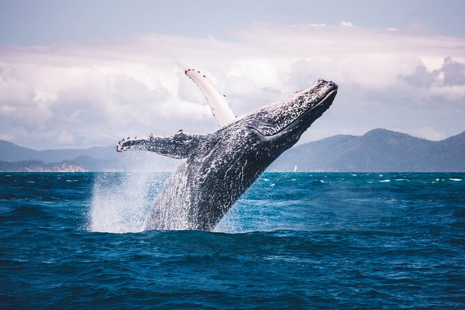 Whale watching DE Humpback West Coast of Tahiti - Food, coffee, and included snorkeling gear: the practical value check