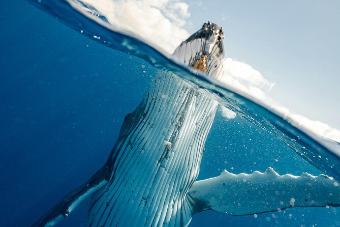 Whale watching DE Humpback West Coast of Tahiti - When the whales are singing: what the timing window means for your odds