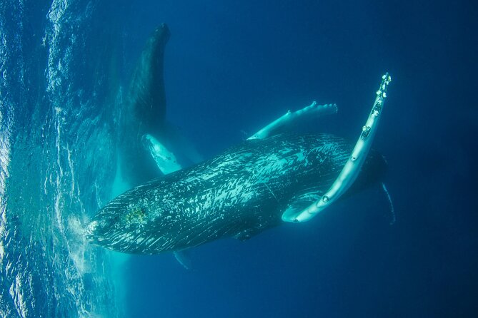 Whale watching DE Humpback West Coast of Tahiti - Who this is best for, and who should adjust expectations