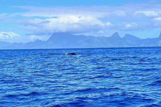 Whale watching DE Humpback West Coast of Tahiti - A small group on a locally built boat: comfort, safety, and the in-water rules