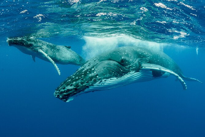 Whale watching DE Tahiti Peninsula - Humpback Season on the Tahiti Peninsula: Timing That Matters