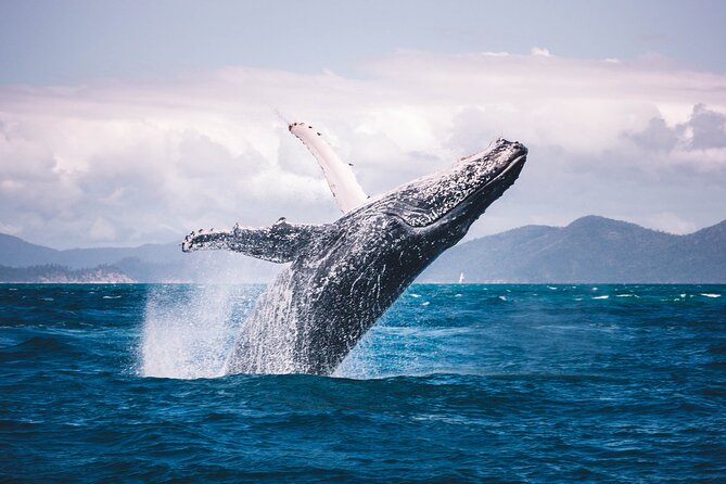 Whale watching DE Tahiti Peninsula - The 4-Hour Flow: From Taiarapu-Ouest to Possible Whale Encounters