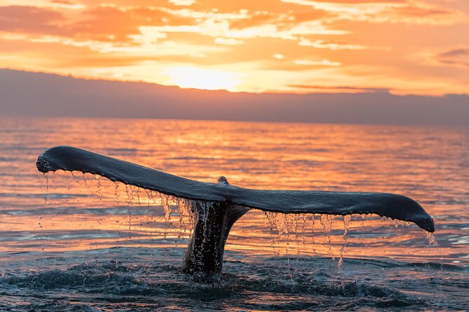 Whale watching DE Tahiti Peninsula - Price and Value: Is $188.27 Worth It?