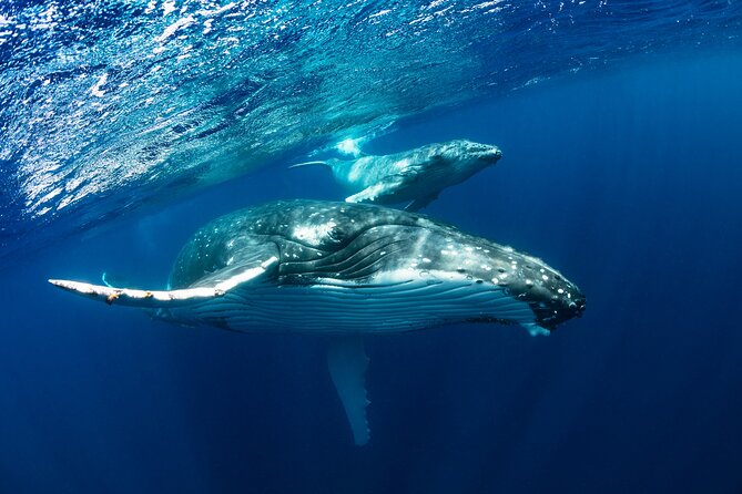 Whale watching DE Tahiti Peninsula - Who This Tour Suits Best (And Who Might Want Another Option)