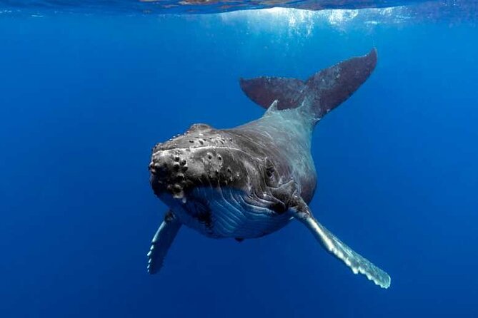 Whale watching in Moorea - Key Highlights to Know Before You Go