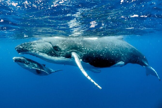 Whale watching in Moorea - The 8:30 to 11:30 Morning Routine (What You’ll Actually Do)