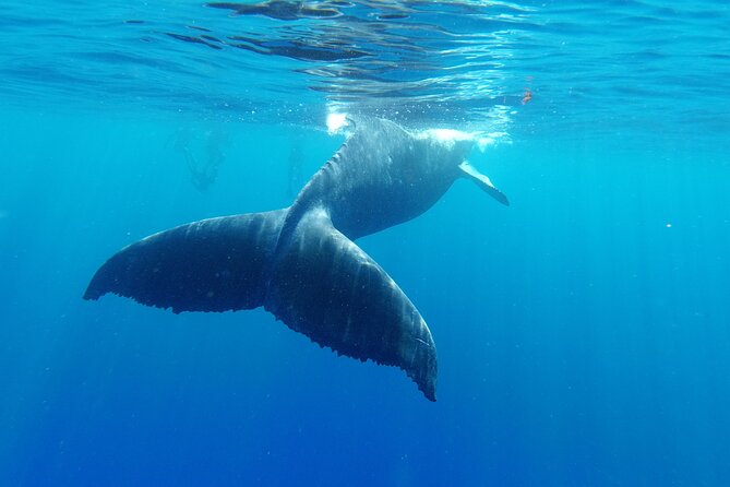 Whale watching in Moorea - The Whale Swim Rules: Safe, Strict, and Not for Everyone