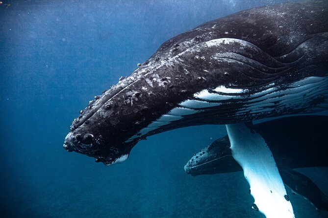 Whale watching in Moorea - Small Group Size and What It Means for Your Experience