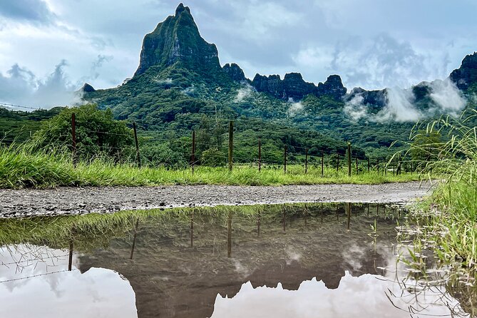 Whale watching in Moorea - Season Dates and Weather Reality Check