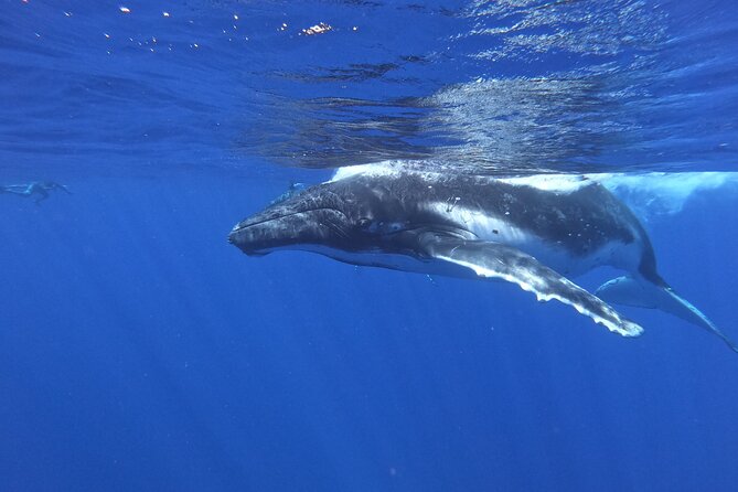 Whale watching in Moorea - Moorea Lagoon Snorkeling: More Than a Whale Backup Plan