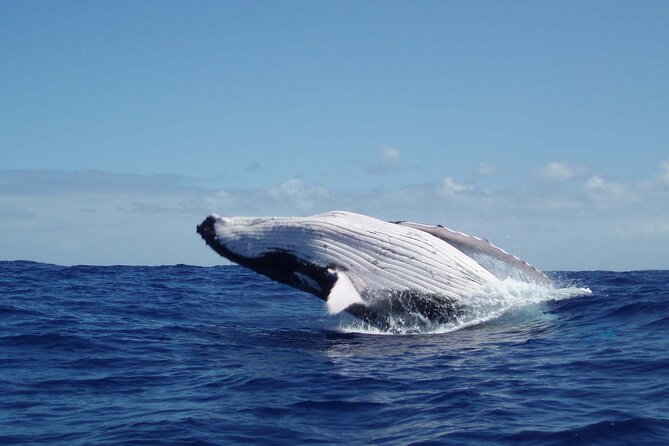 Whale watching in the calm of the peninsula with Tātahi tours - Key highlights you will feel on the water