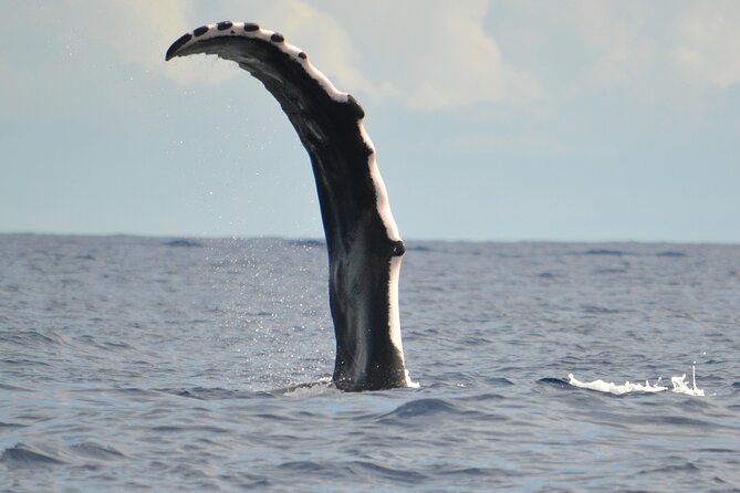 Whale watching in the calm of the peninsula with Tātahi tours - A calm peninsula whale watch: Toahotu, Teahupoo, and the protected feel