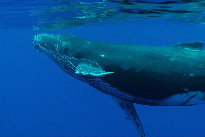 Whale watching in the calm of the peninsula with Tātahi tours - Snorkeling gear, fruits, and staying comfortable for 4 hours