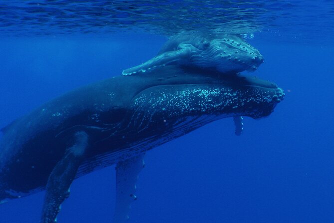 Whale watching in the calm of the peninsula with Tātahi tours - Who should book this whale watching with Tātahi Tours